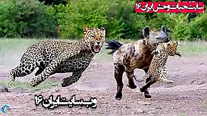 حیوانات شکار حیات وحش