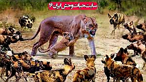 شکار و جنگ حیوانات وحشی