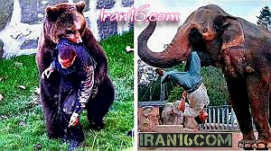 حمله حیوانات به ادمیزاد