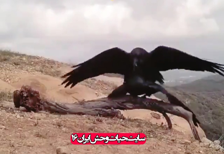 جفتگیری کلاغ