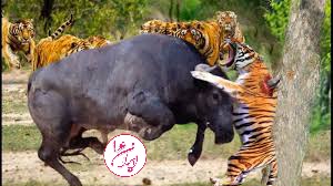 جنگ حیوانات وحشی