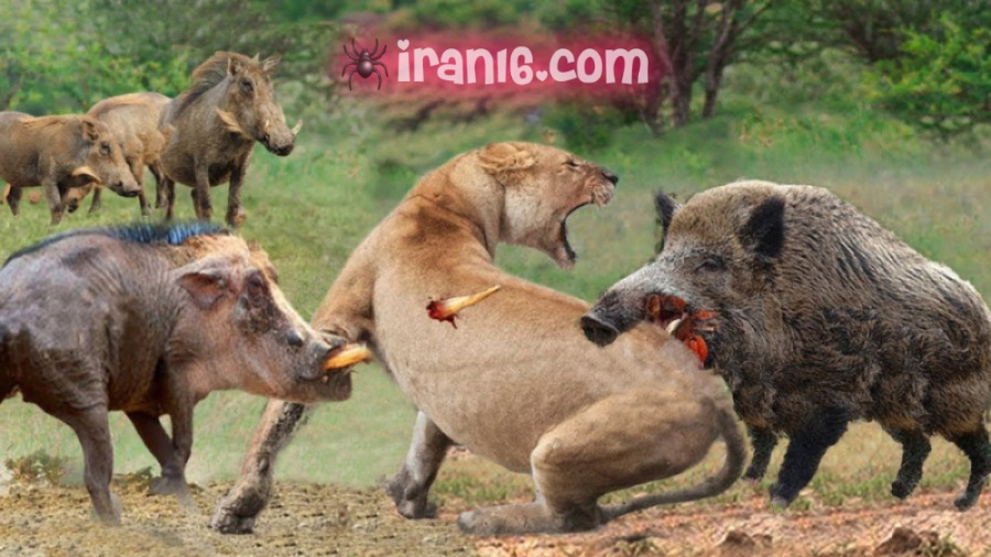 جنگ حیوانات ,گراز,شیر