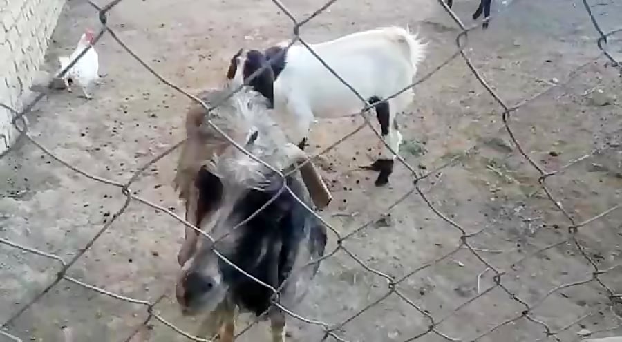 50800943-5074-b__1548