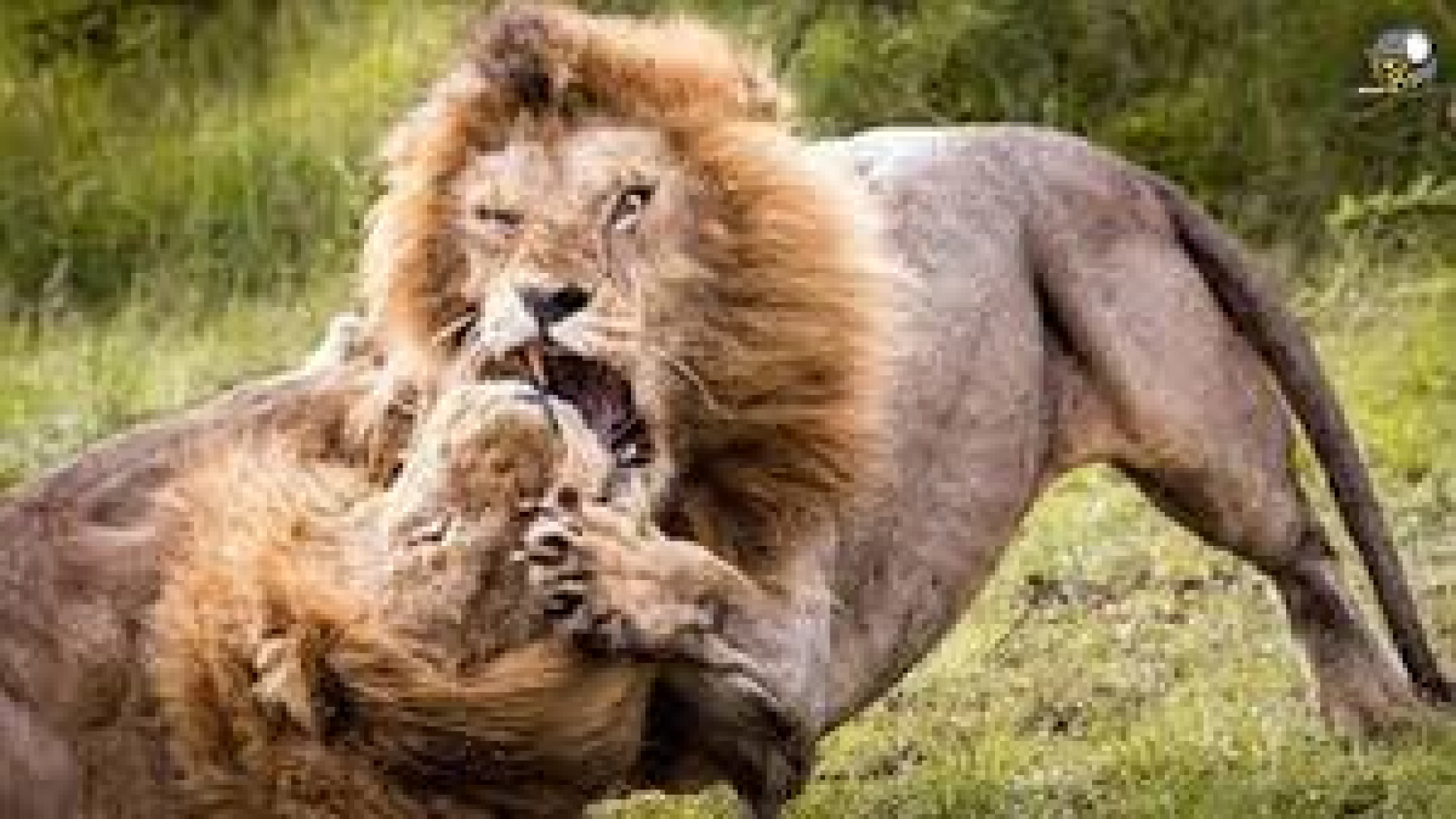 57997104-3437-l__3473