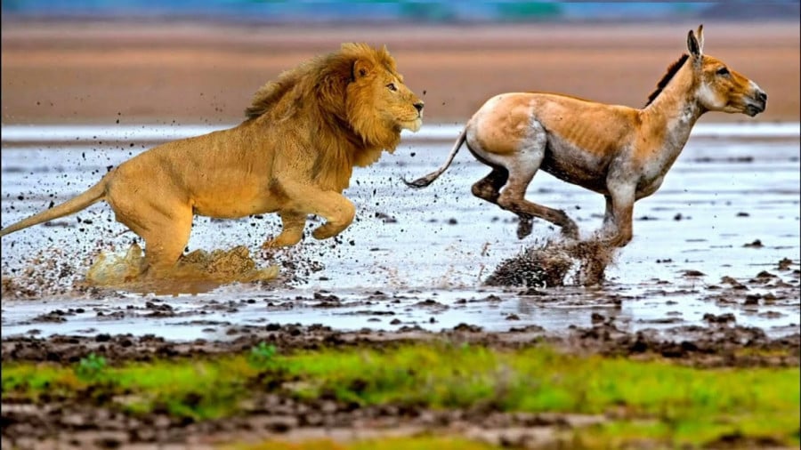 59082715-8846-l__5211