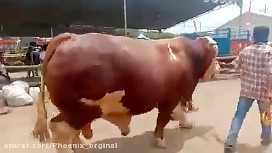 گاو غول پیکر کلیپ جفتگیری حیوانات دیدنی