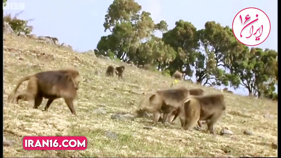 دنیای حیوانات – جفتگیری عجیب بابون یخی – Gelada Ba