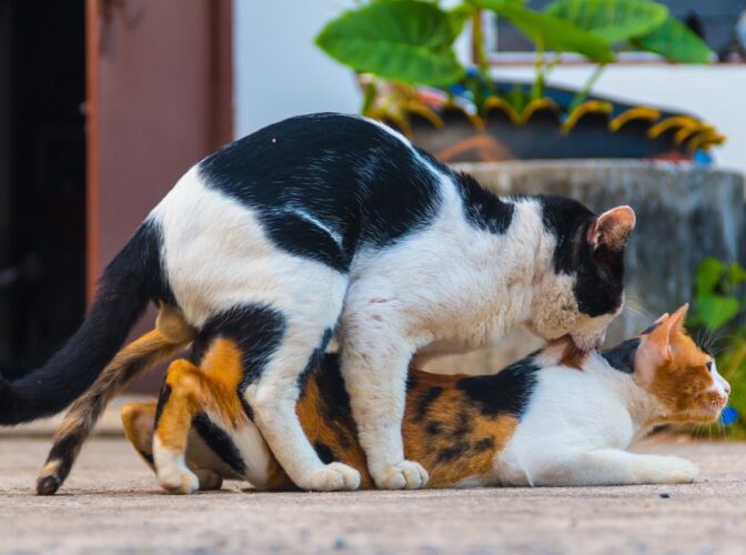 mating-in-cats-2-min-672×500