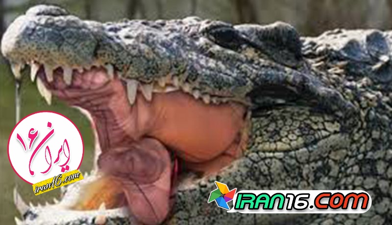 CREATOR: gd-jpeg v1.0 (using IJG JPEG v80), quality = 85?