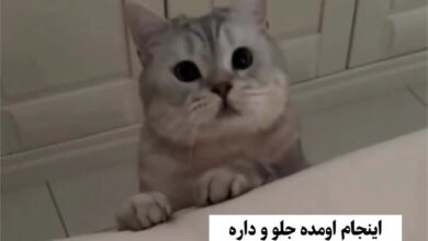 ‪مگه میشه برای این همه مهربونی نَمُرد ؟!🥹🥹🥹
